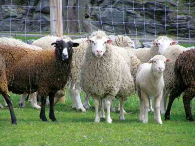 Rare Breeds in Need Image